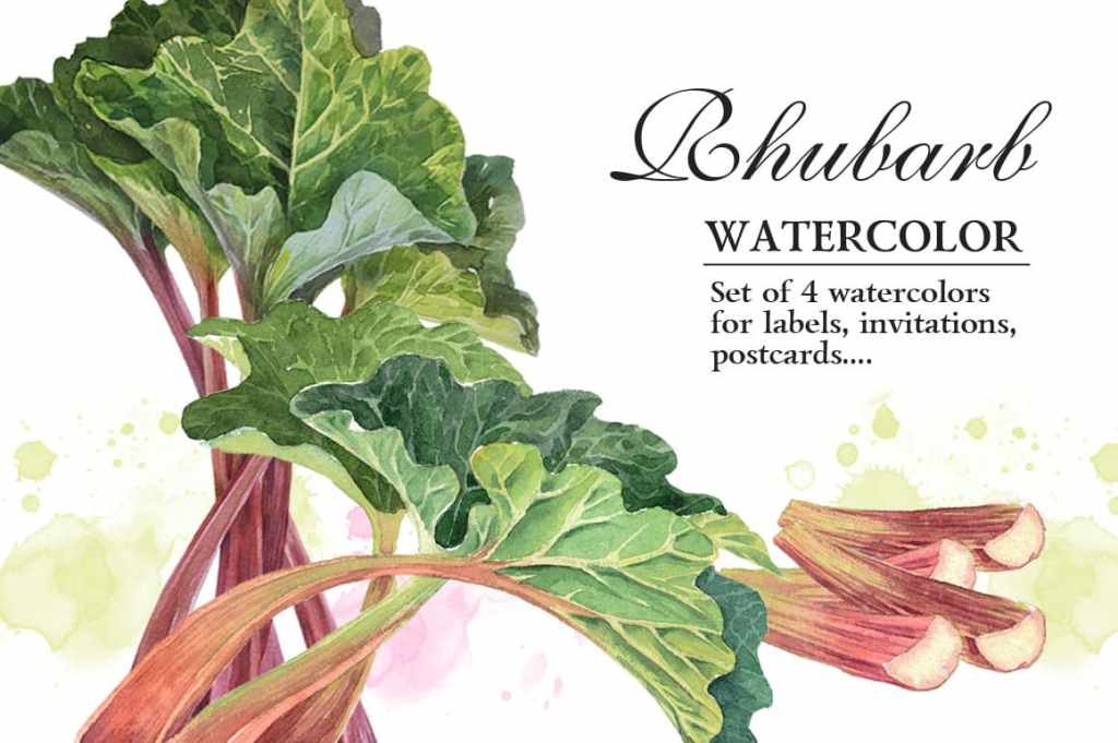 Set of 4 Botanical illustrations of Rhubarb