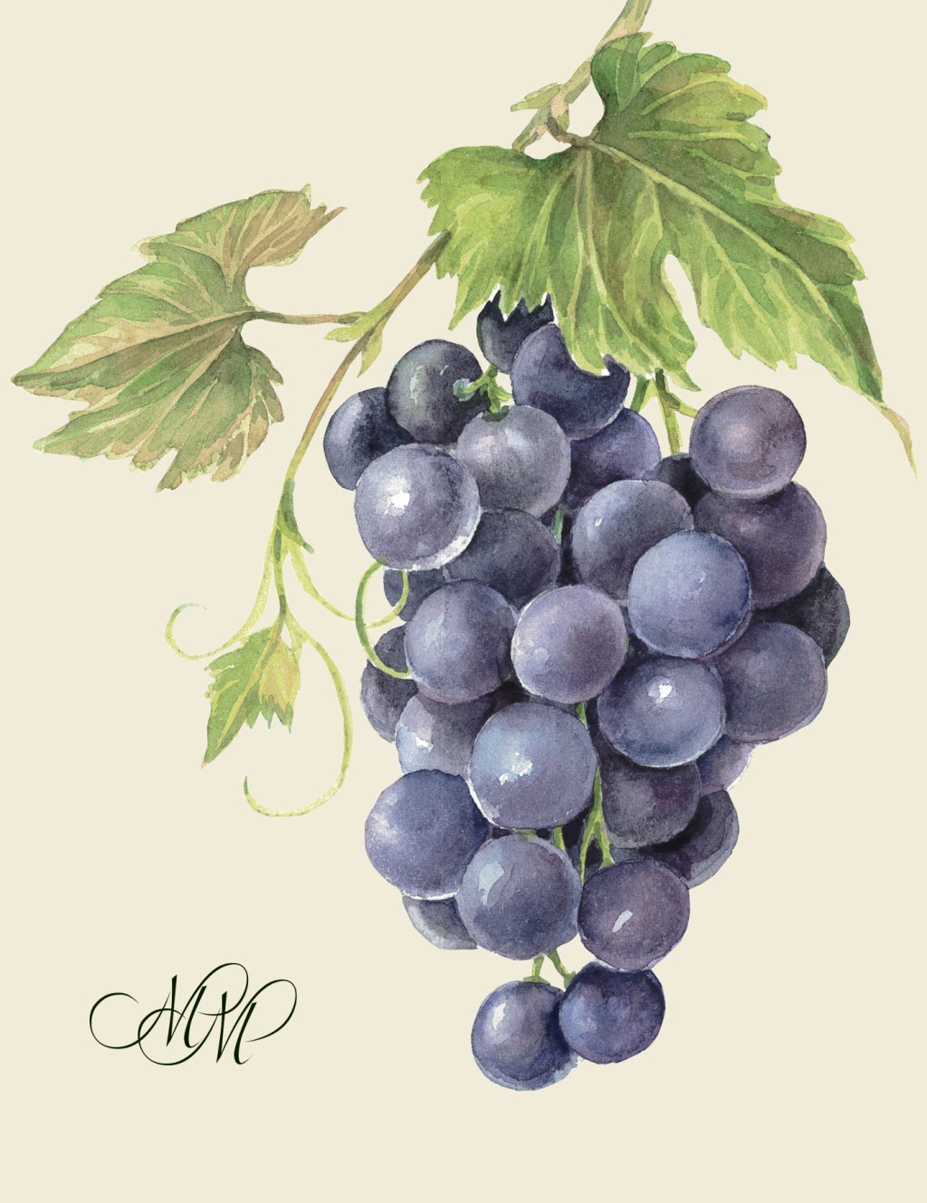 Grapes black. Watercolor illustration in vintage&nbsp;style