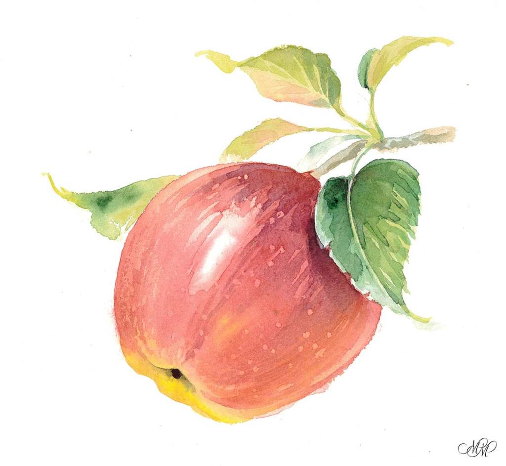 Red apple. Watercolor botanical&nbsp;illustration