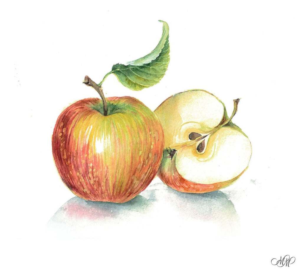 Apples. Watercolor botanical&nbsp;illustration