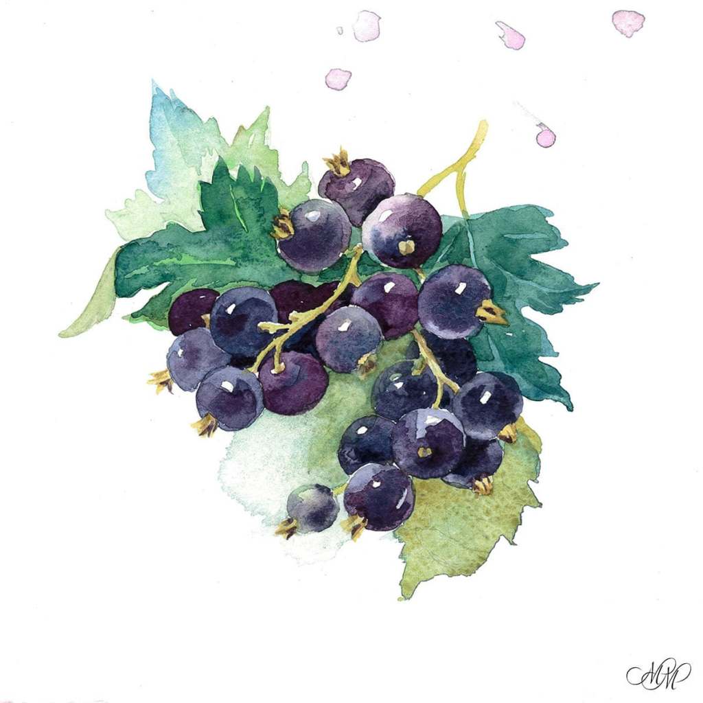Botanical illustration Black currant