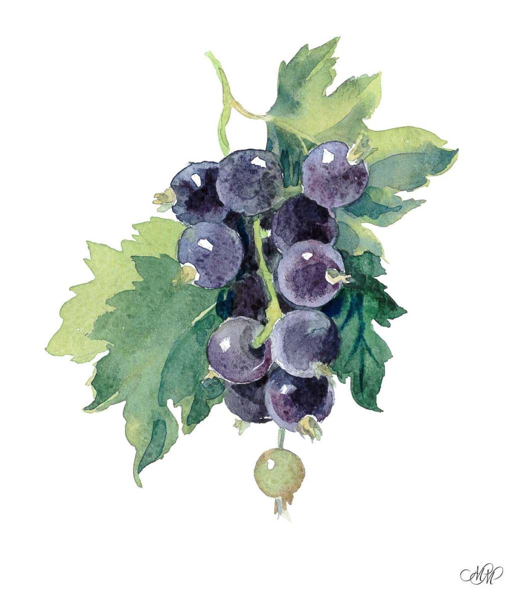 Blackberry watercolour botanical&nbsp;illustration