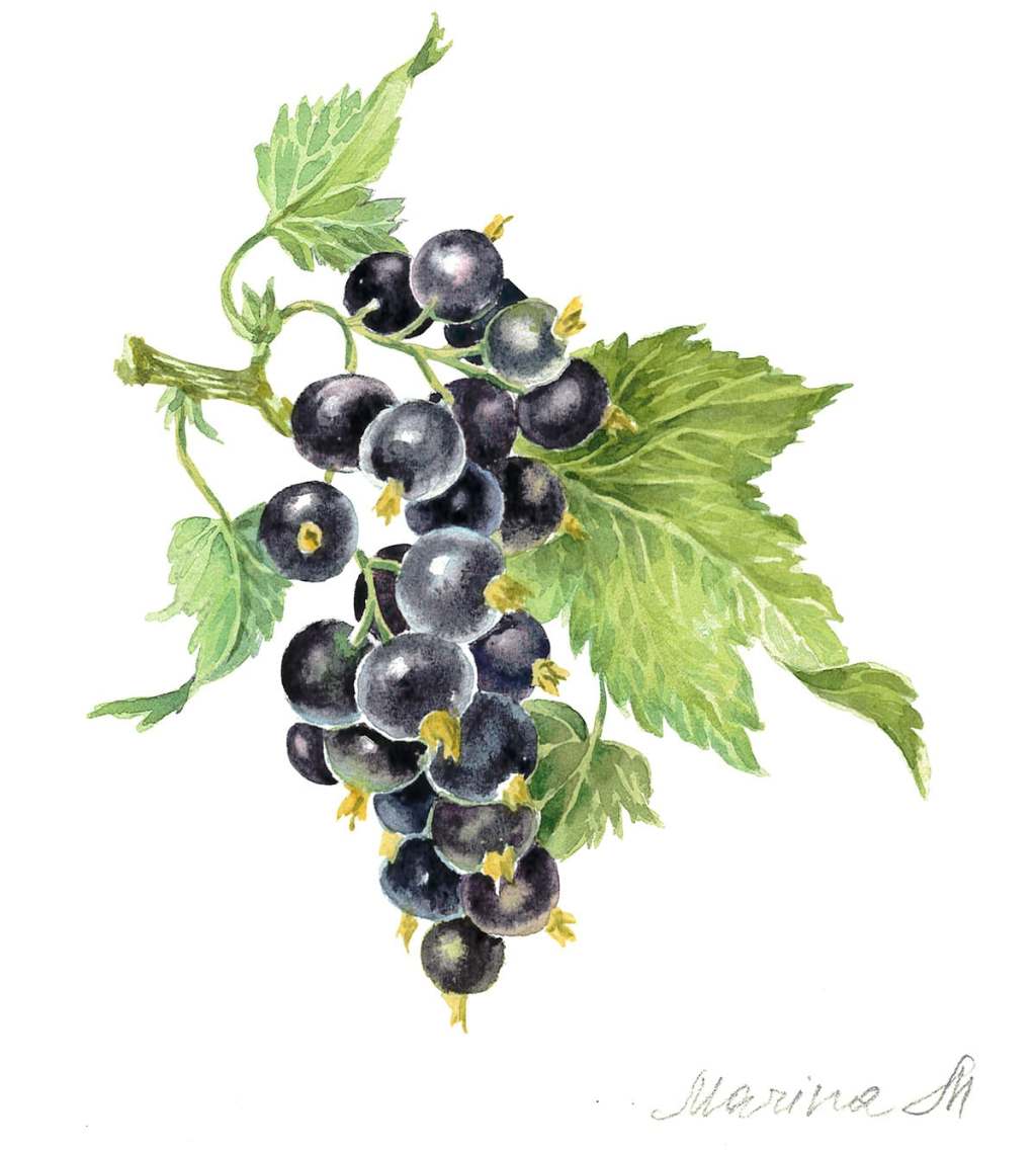 Blackcurrant. Watercolour botanical illustration in vintage&nbsp;style