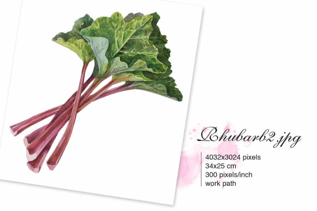 Rhubarb with leaves. Watercolor illustration