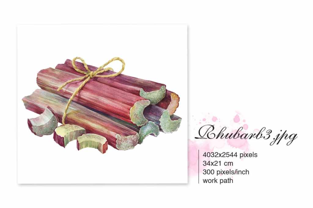 Chopped stems of Rhubarb. Watercolor illustration