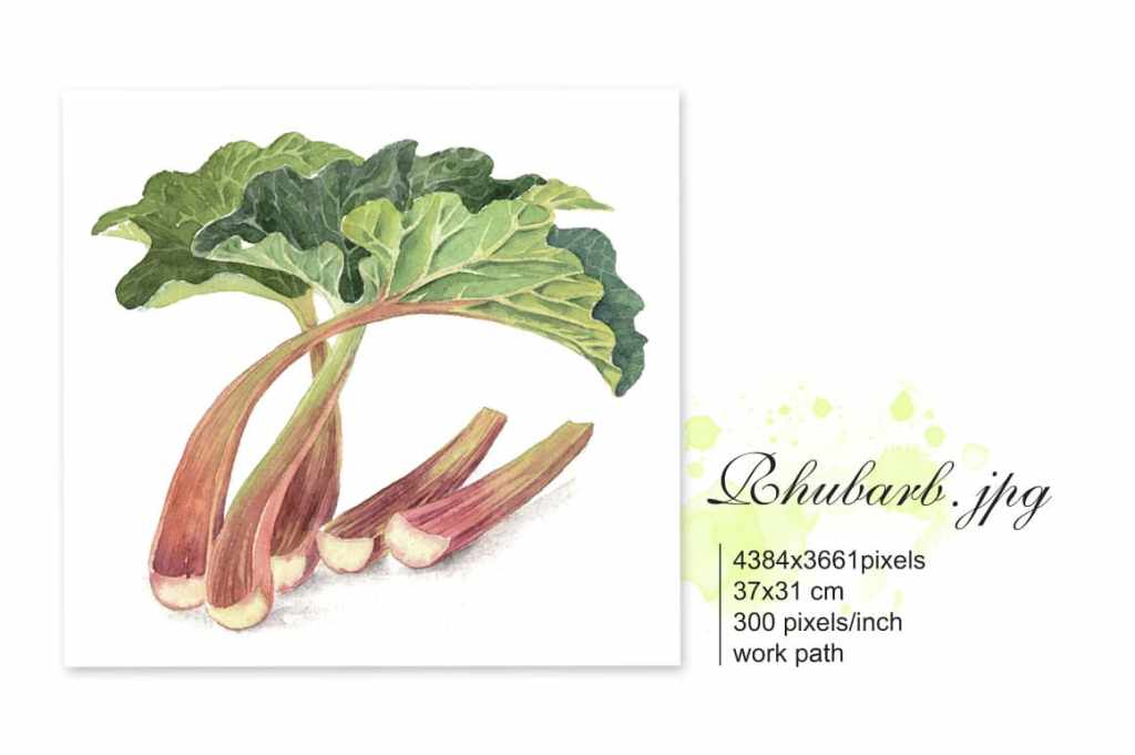 Rhubarb with leaf and and chopped stems of Rhubarb