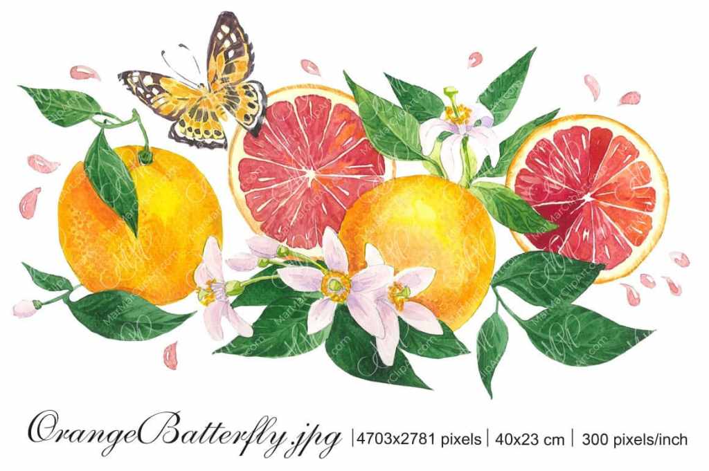 Red oranges with flowers and&nbsp;butterfly