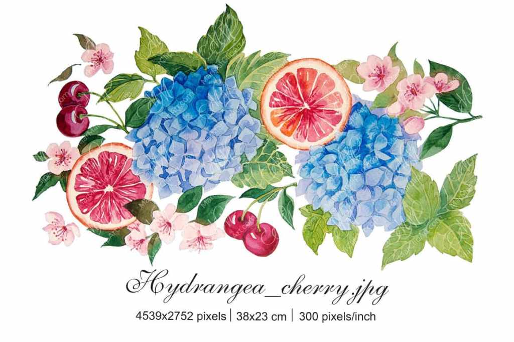Composition of Hydrangea, oranges and cherries. Watercolour&nbsp;illustration