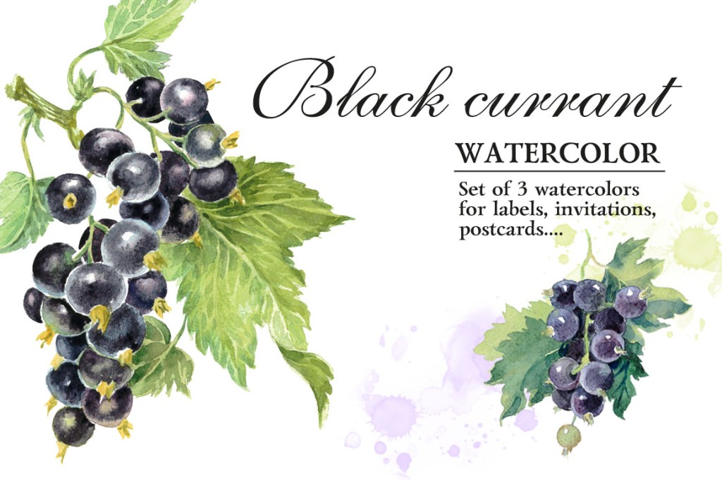 Set of 3 watercolor botanical illustrations:&nbsp;Blackberry