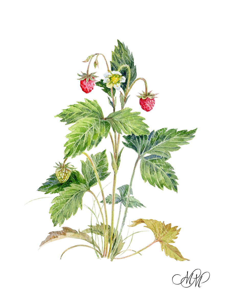 Wild strawberries. Watercolor illustration in botanical&nbsp;style