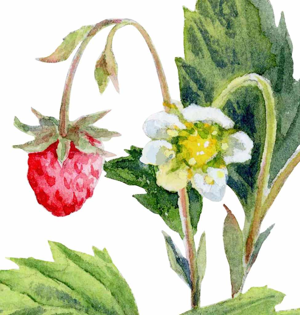 fragment of watercolor botanical illustration "wild strawberry"