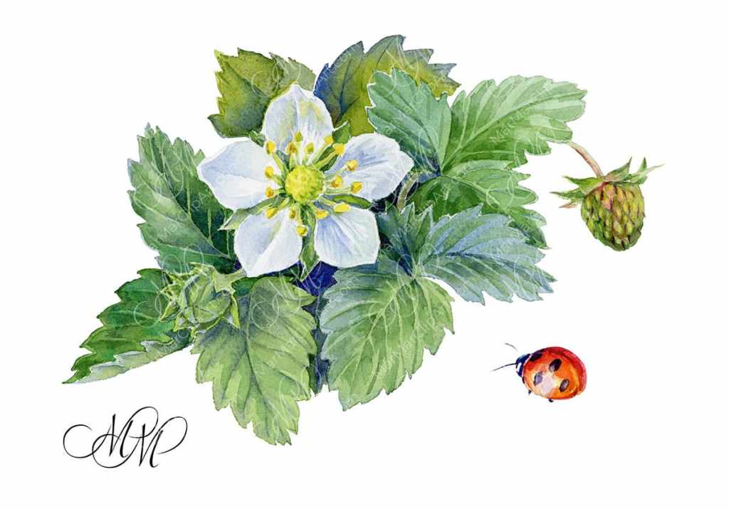 Wild strawberry flower and&nbsp;ladybug