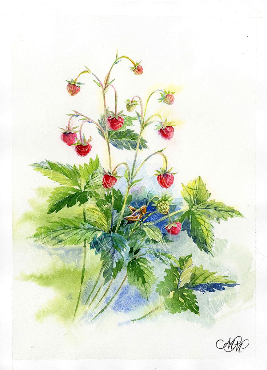 Wild Strawberries and&nbsp;Grasshopper
