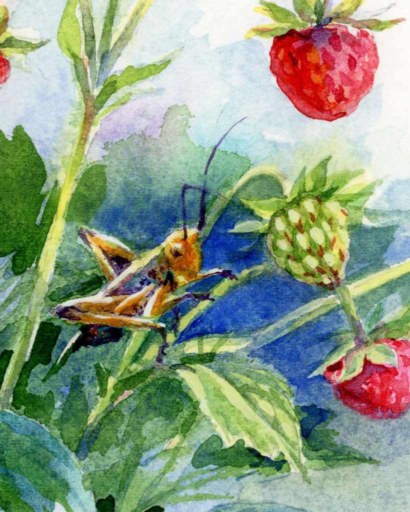 Fragment of watercolor botanical illustration Wild Strawberries and Grasshopper