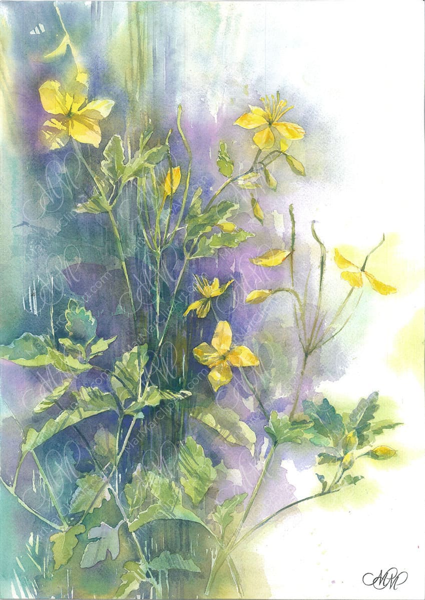 Celandine. Original watercolor&nbsp;painting