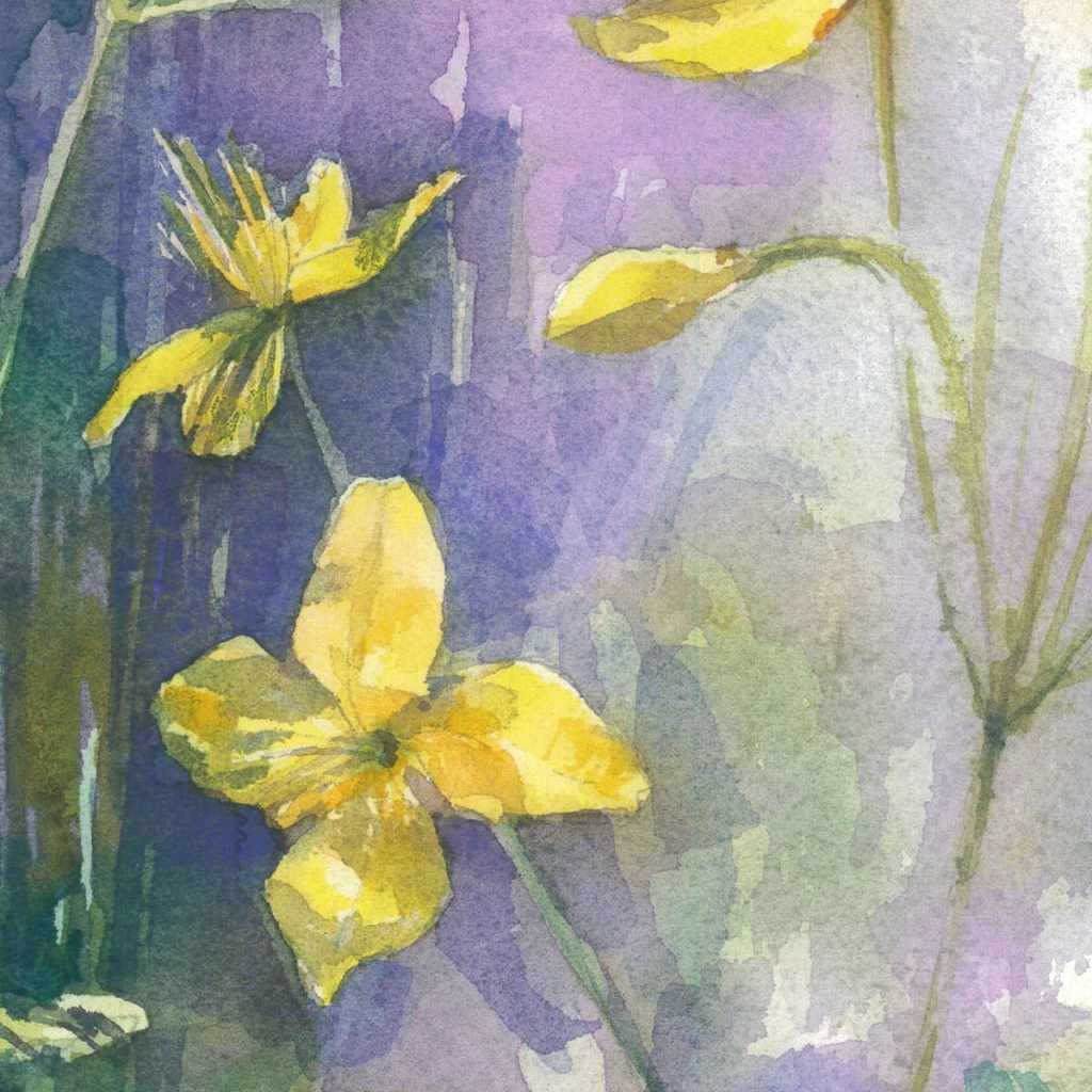 Celandine flowers. Watercolor painting
