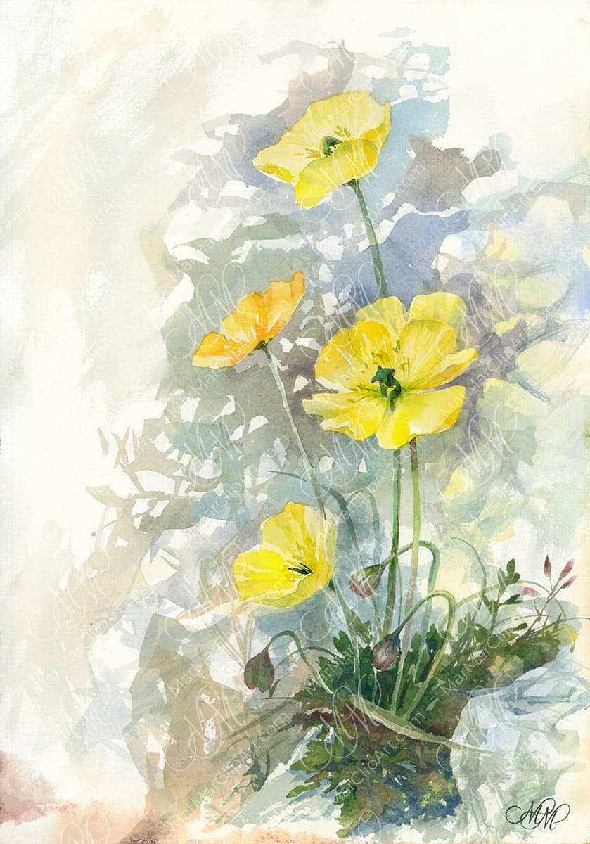 Floral Watercolor painting. Yellow Mountain&nbsp;Poppies.