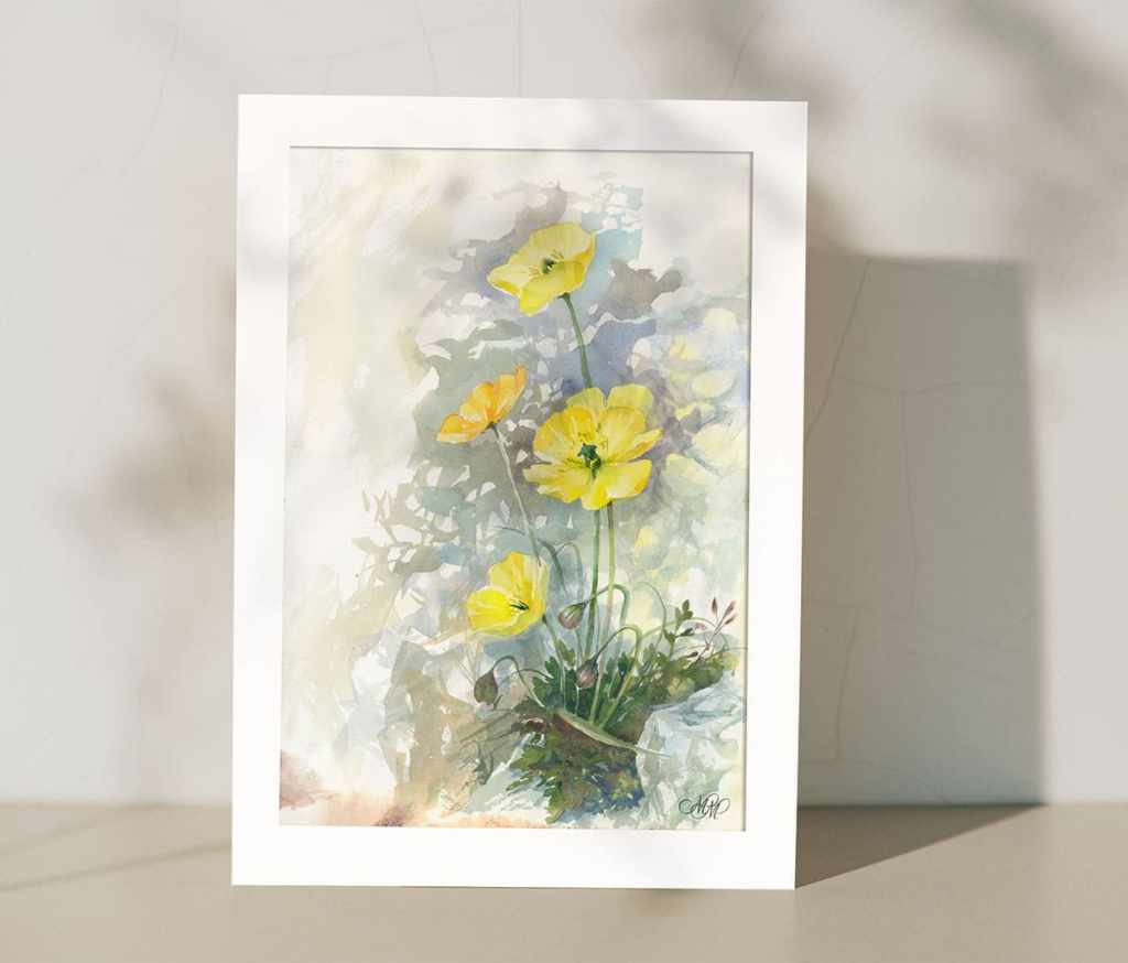 Floral watercolor painting. Yellow Mountain Poppies