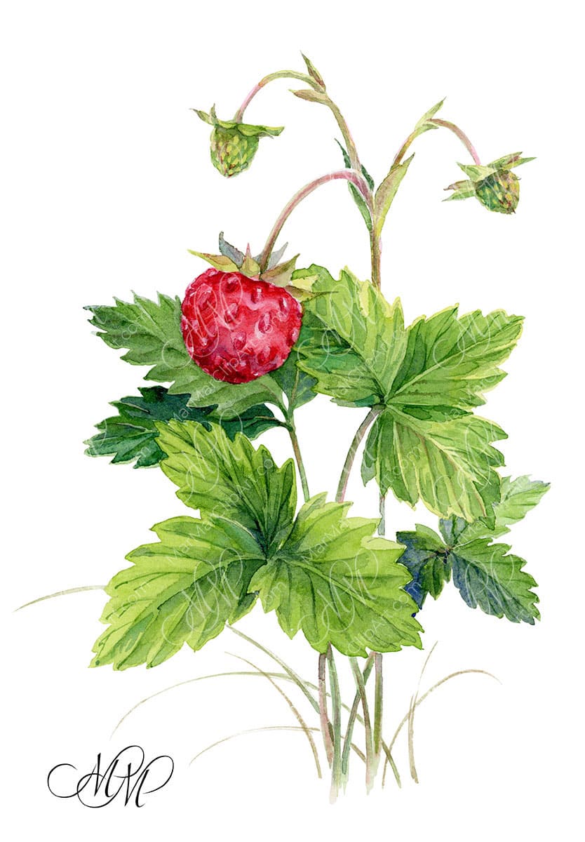 Wild strawberry illustration in botanical&nbsp;style