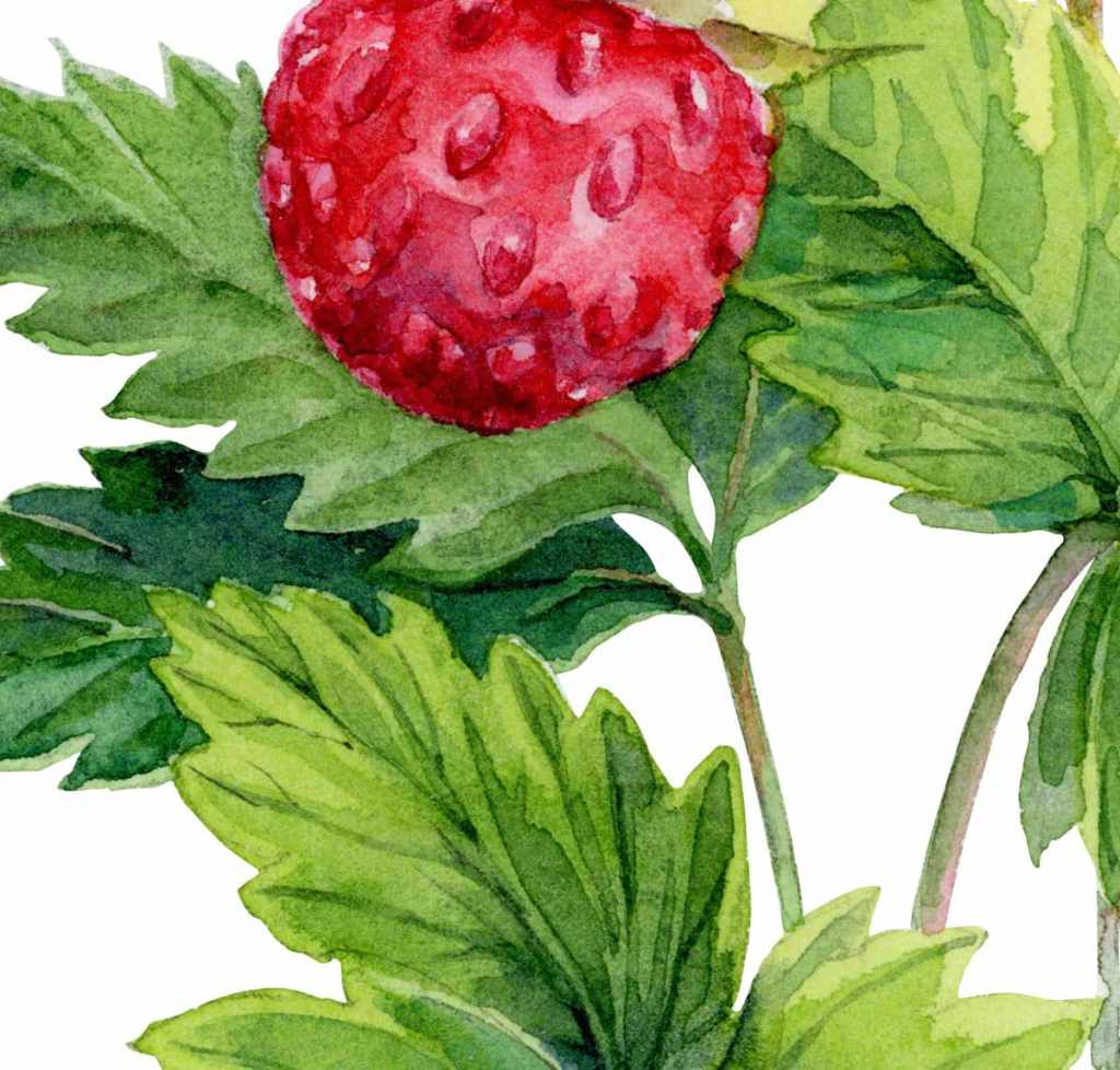 wild strawberry watercolor botanical illustration 