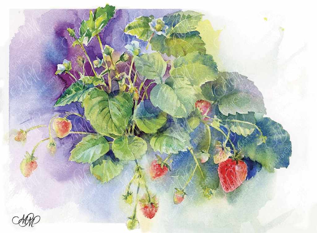Strawberries. Watercolor sketch