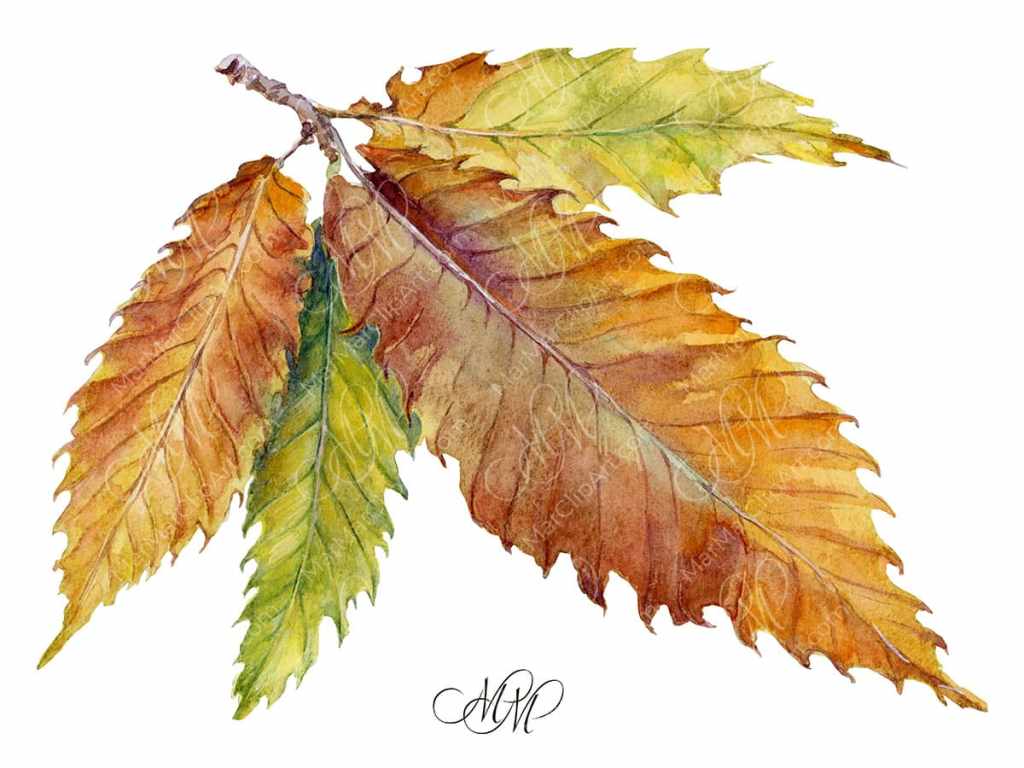 Watercolor Illustration Set: Chestnuts and Chestnut Leaf
