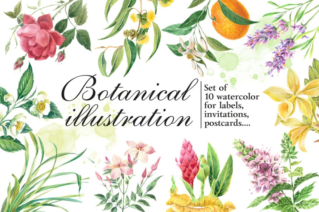 Botanical clipart set: 10 watercolor&nbsp;illustrations