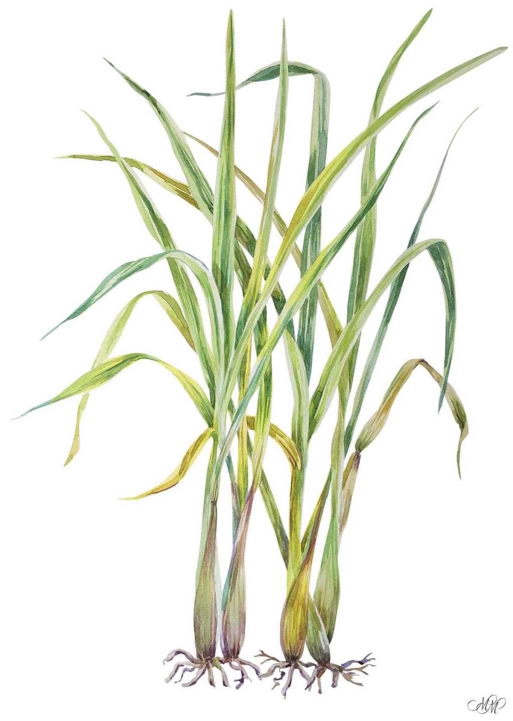 Lemongrass. Watercolor Botanical&nbsp;Illustration