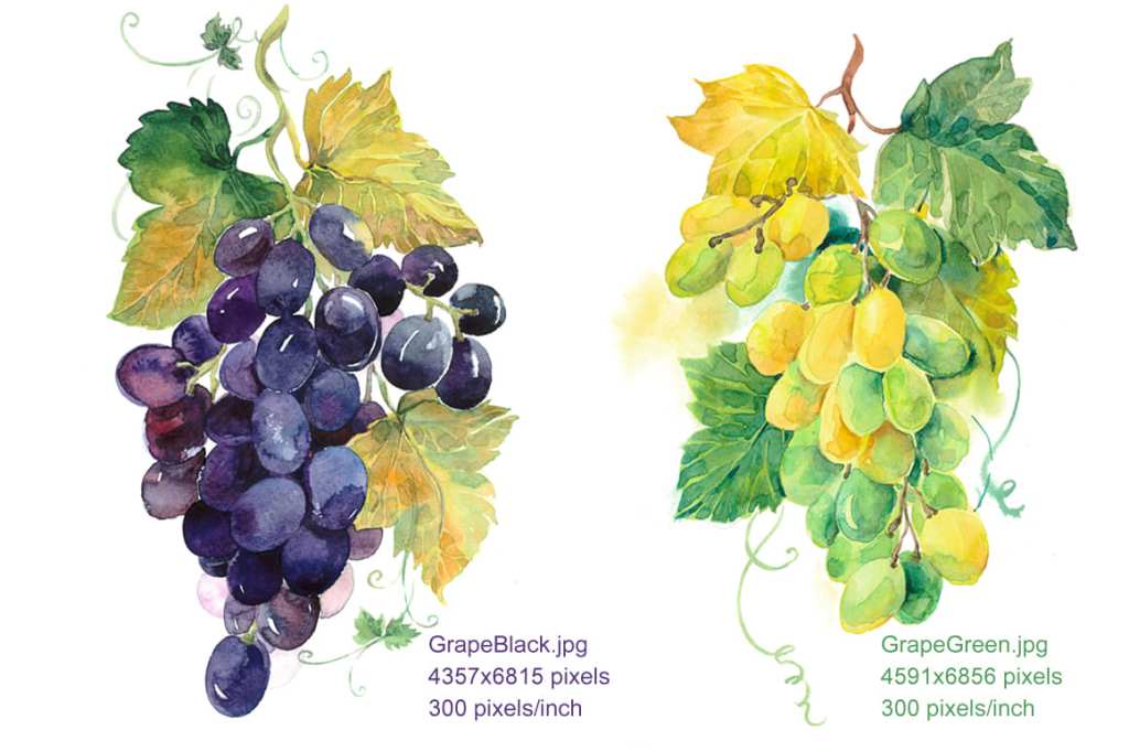 Black and green grapes. Watercolor botanical illustrations