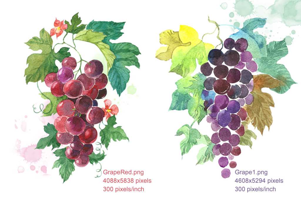 Red and burgundy grapes. Watercolor botanical illustrations
