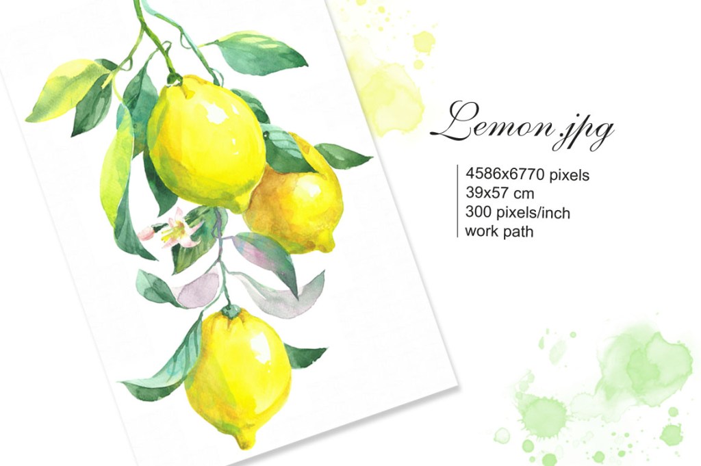 Branch of lemons. Watercolor illustration