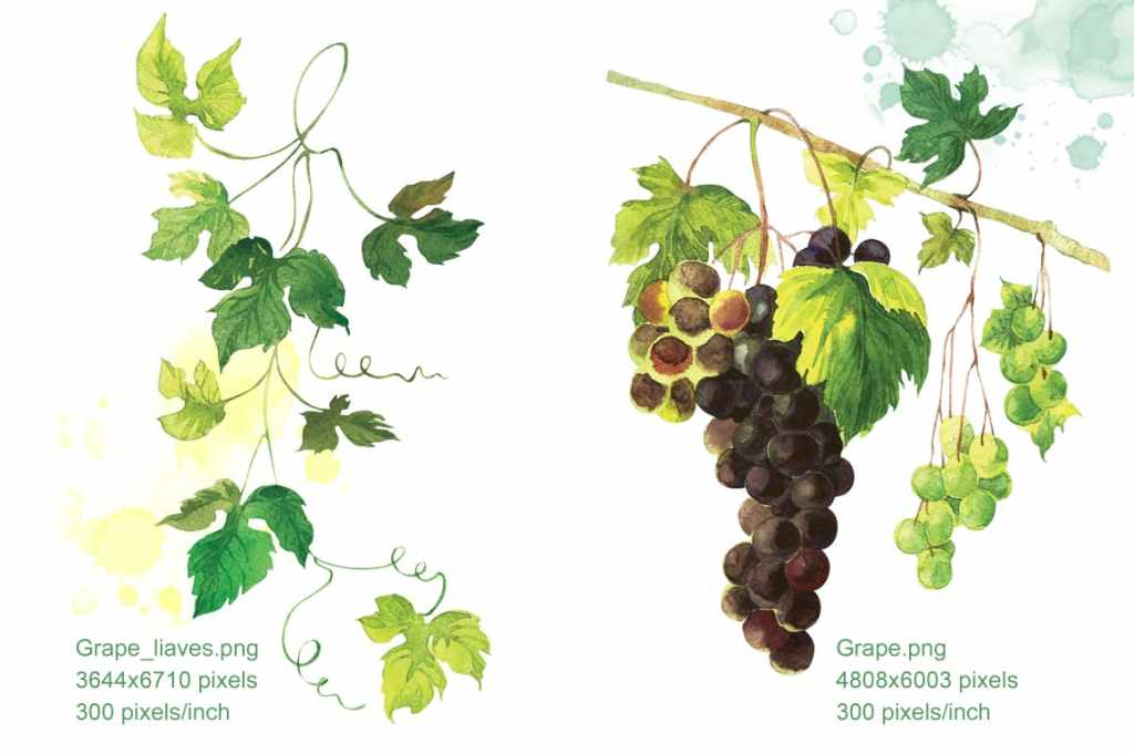 Watercolor illustrations of a grape vine and black grape
