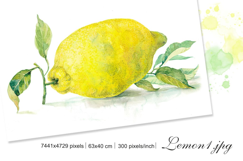Lemon from Palermo. Watercolor botanical illustration
