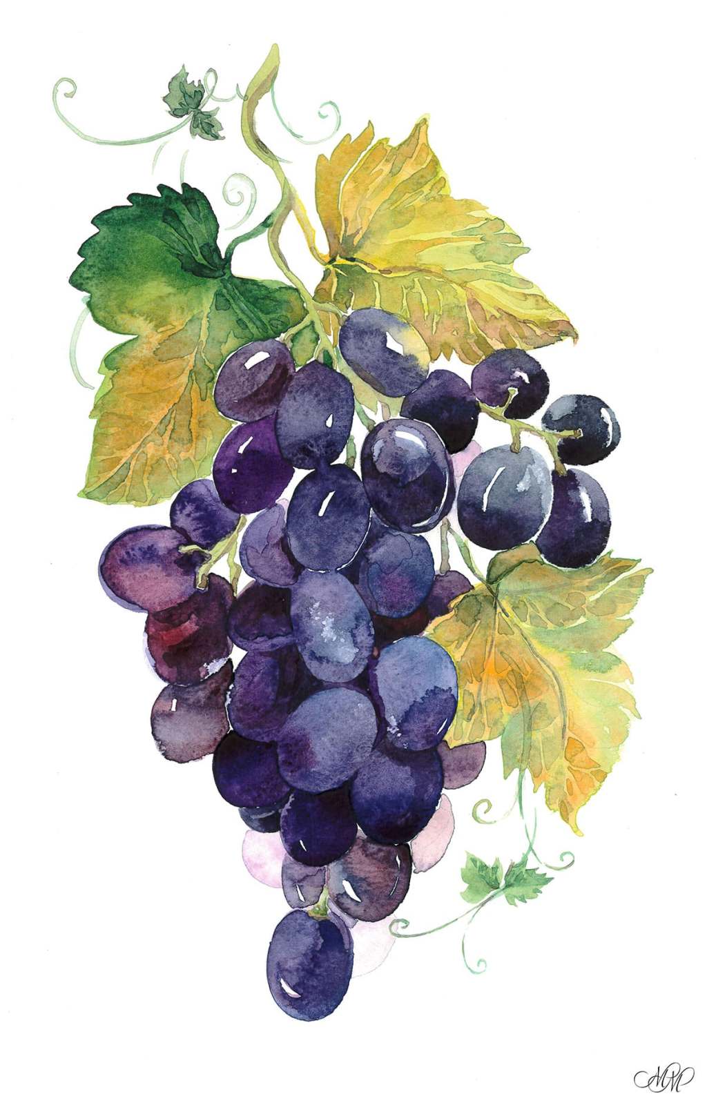 Bunch of Black&nbsp;Grapes