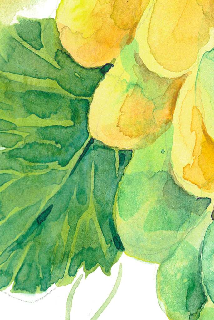 Green Grapes. Fragment of botanical watercolor illustration