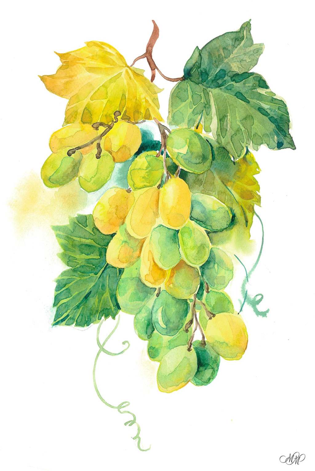 Green Grapes. Botanical&nbsp;watercolor