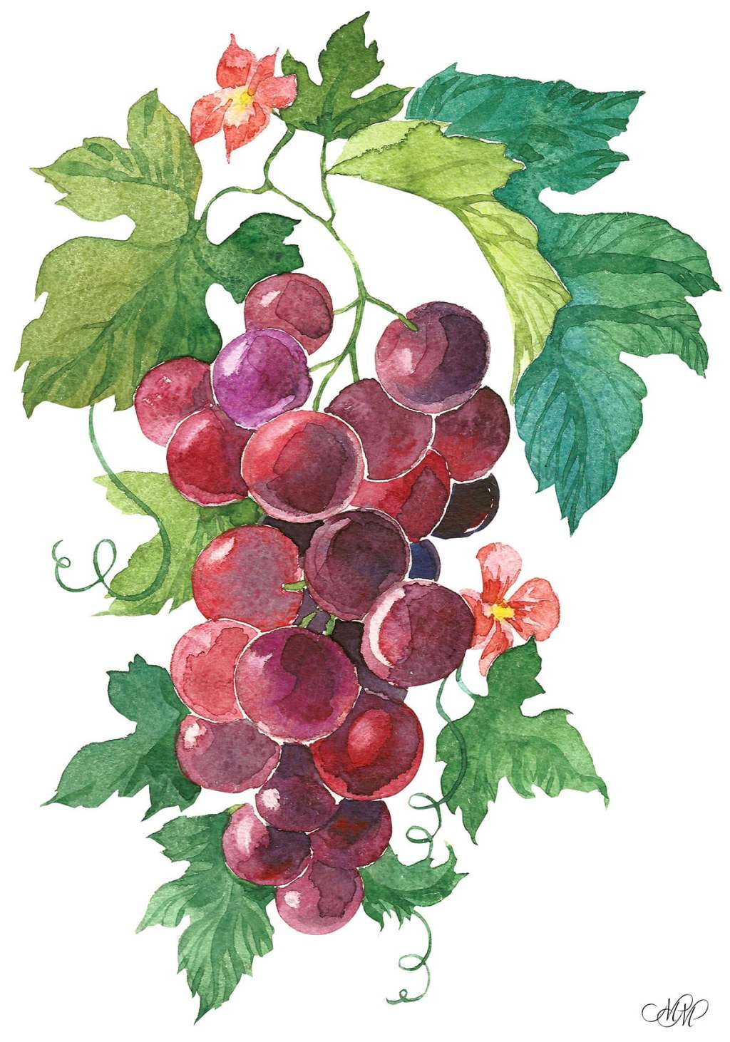 Red Grape. Watercolor&nbsp;illustration