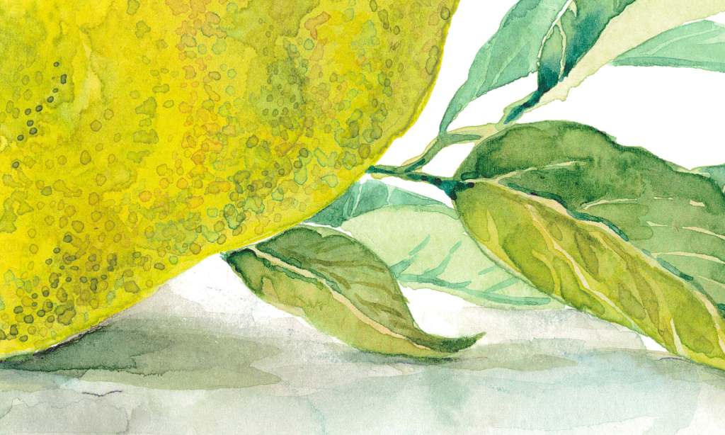 Lemon from Palermo. Fragment of watercolor illustration