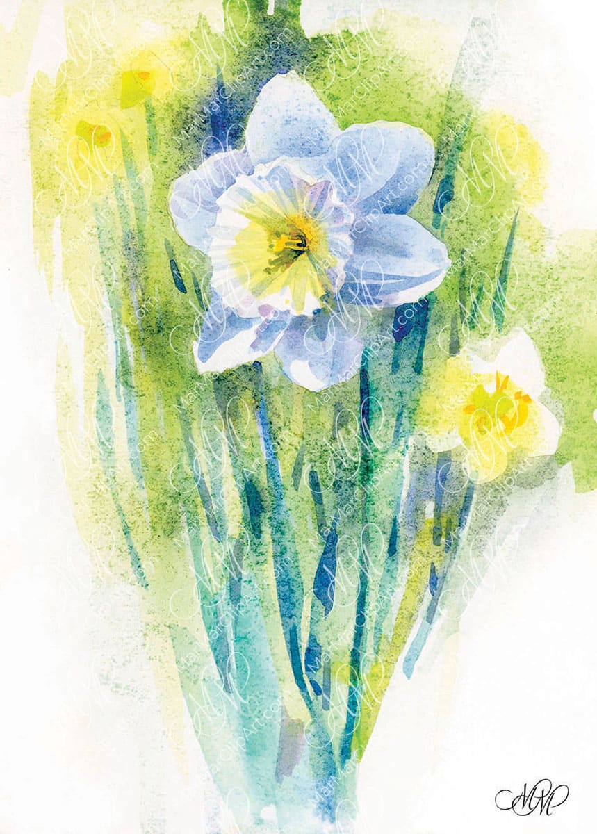 Narcissus. Morning Light – BotanicalClipArt