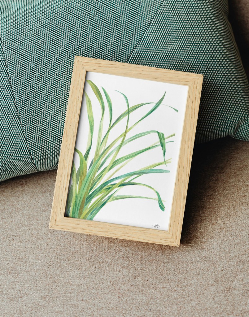 Lemongrass botanical illustration