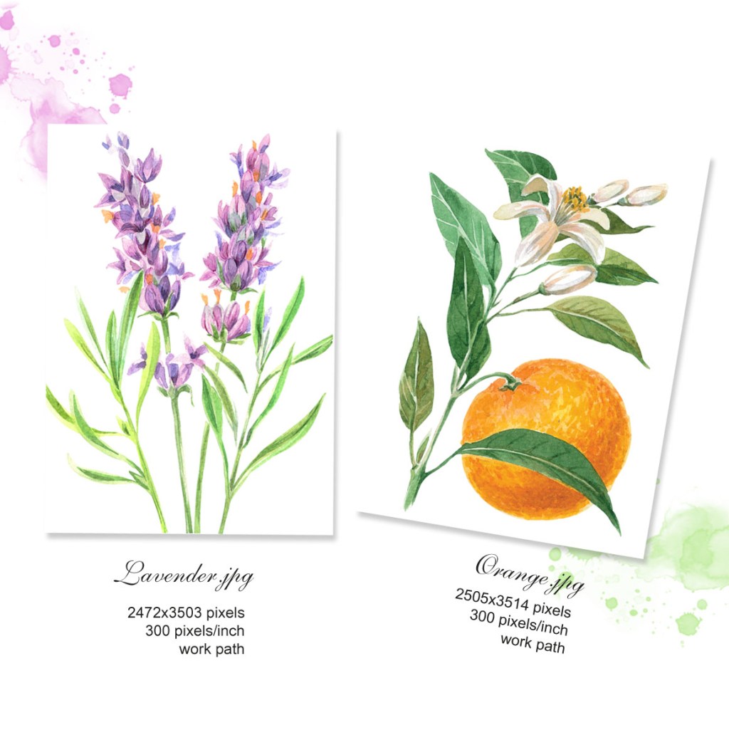 Lavender and Orange Watercolor Set: Printable Botanical Art for Your&nbsp;Home